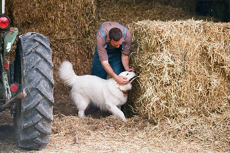 Farm Dog