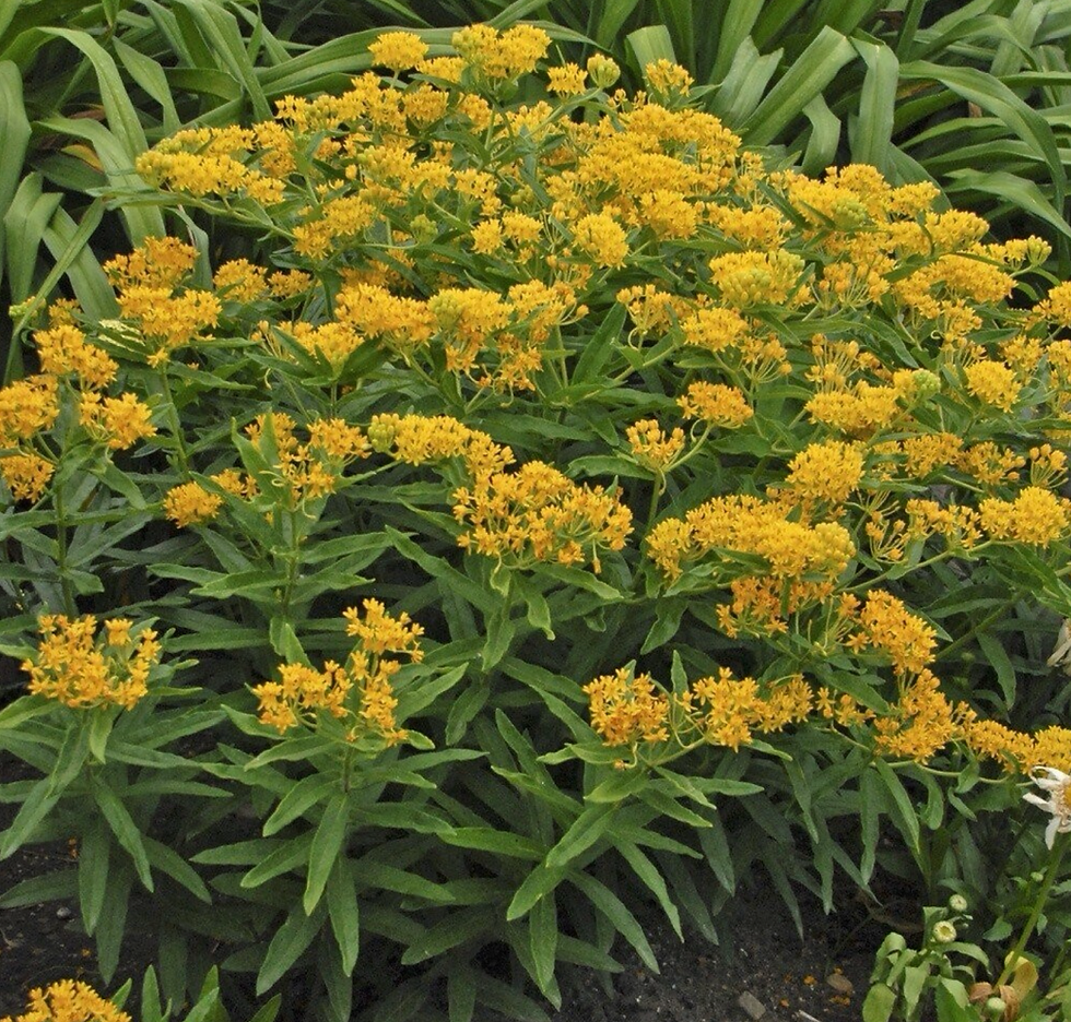 Asclepias tuberosa 'Hello Yellow' (Milkweed)
