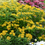 Thumbnail: Asclepias tuberosa 'Hello Yellow' (Milkweed)