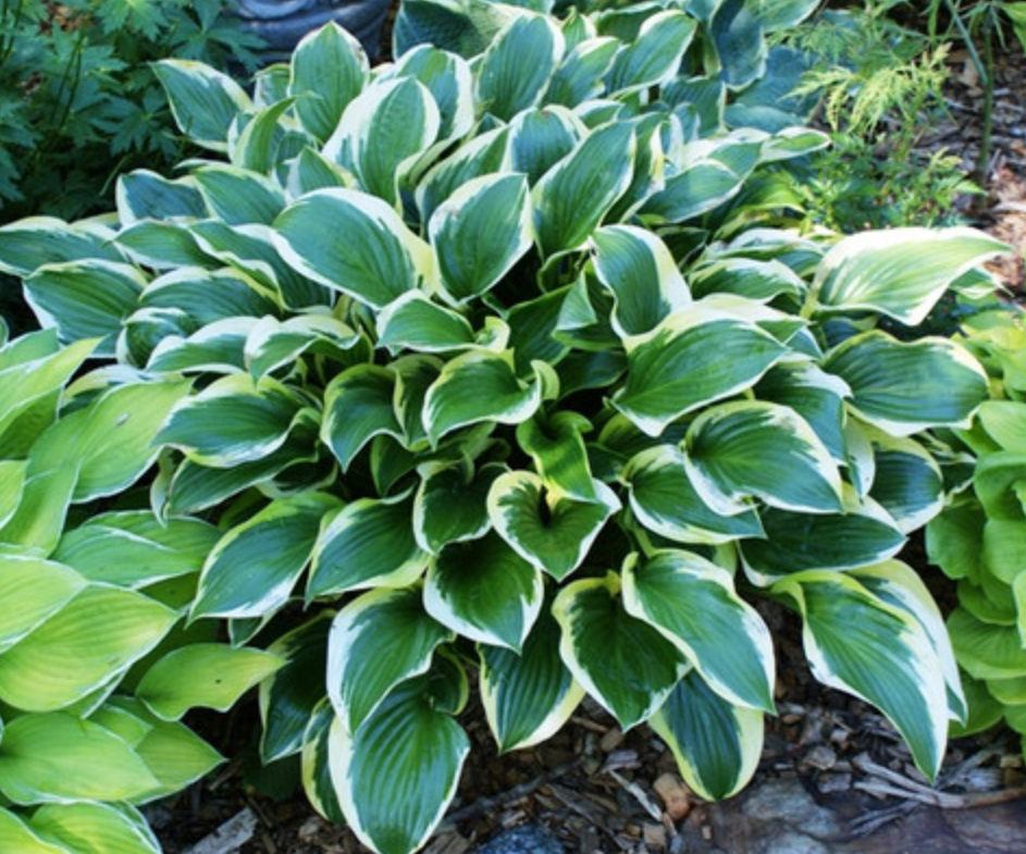 Hosta 'Queen Josephine'
