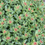 Thumbnail: Sedum k. 'Variegatum' (Variegated Russian Sedum)