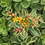 Thumbnail: Sedum k. 'Variegatum' (Variegated Russian Sedum)