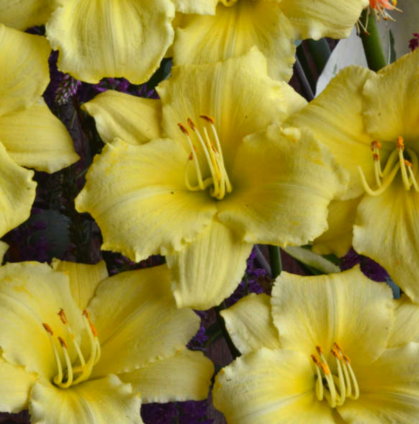 Thumbnail: Hemerocallis 'Stella Supreme' (Daylily)