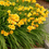 Thumbnail: Hemerocallis 'Stella Supreme' (Daylily)