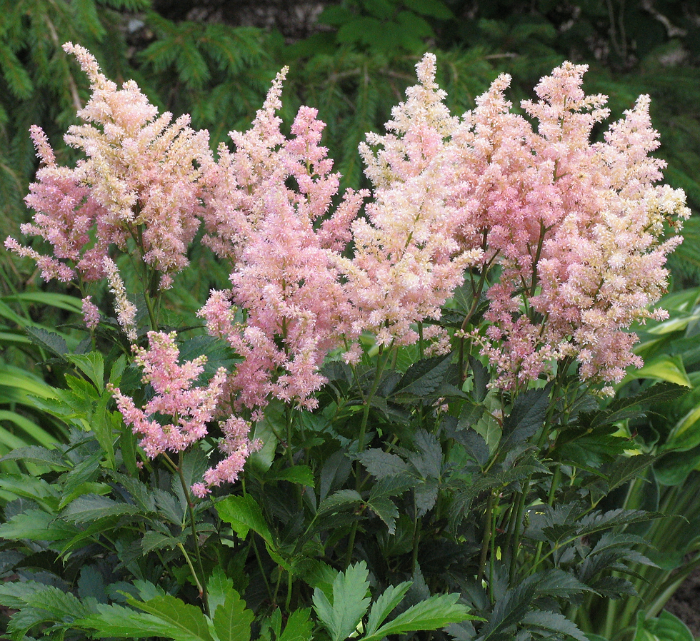 Thumbnail: Astilbe 'Peach Blossom'
