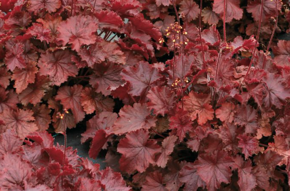 Thumbnail: Heuchera 'Red' (Coralbells)