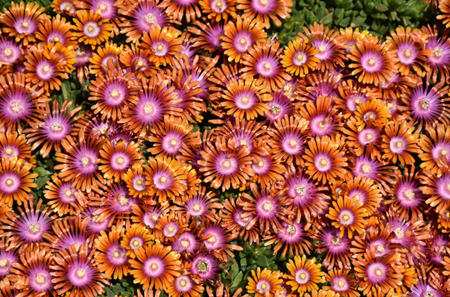 Delosperma 'Fire Spinner' (Ice Plant)