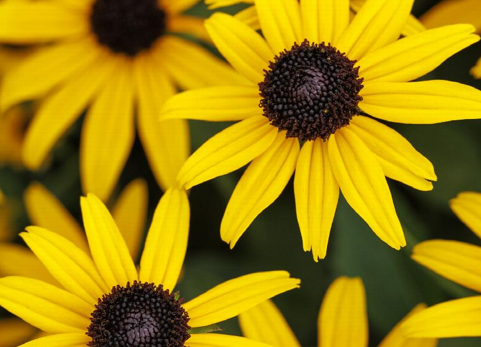 Thumbnail: Rudbeckia 'Early Bird Gold'