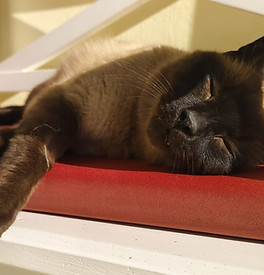 Gismo.jpg