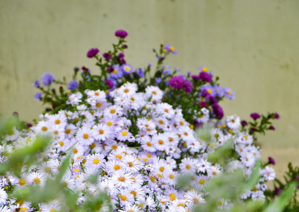 Grasses Graden (19).jpg