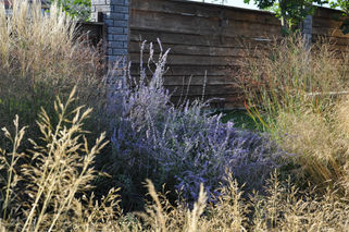 Grasses Graden (10).jpg