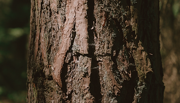 Untitled design (19).png