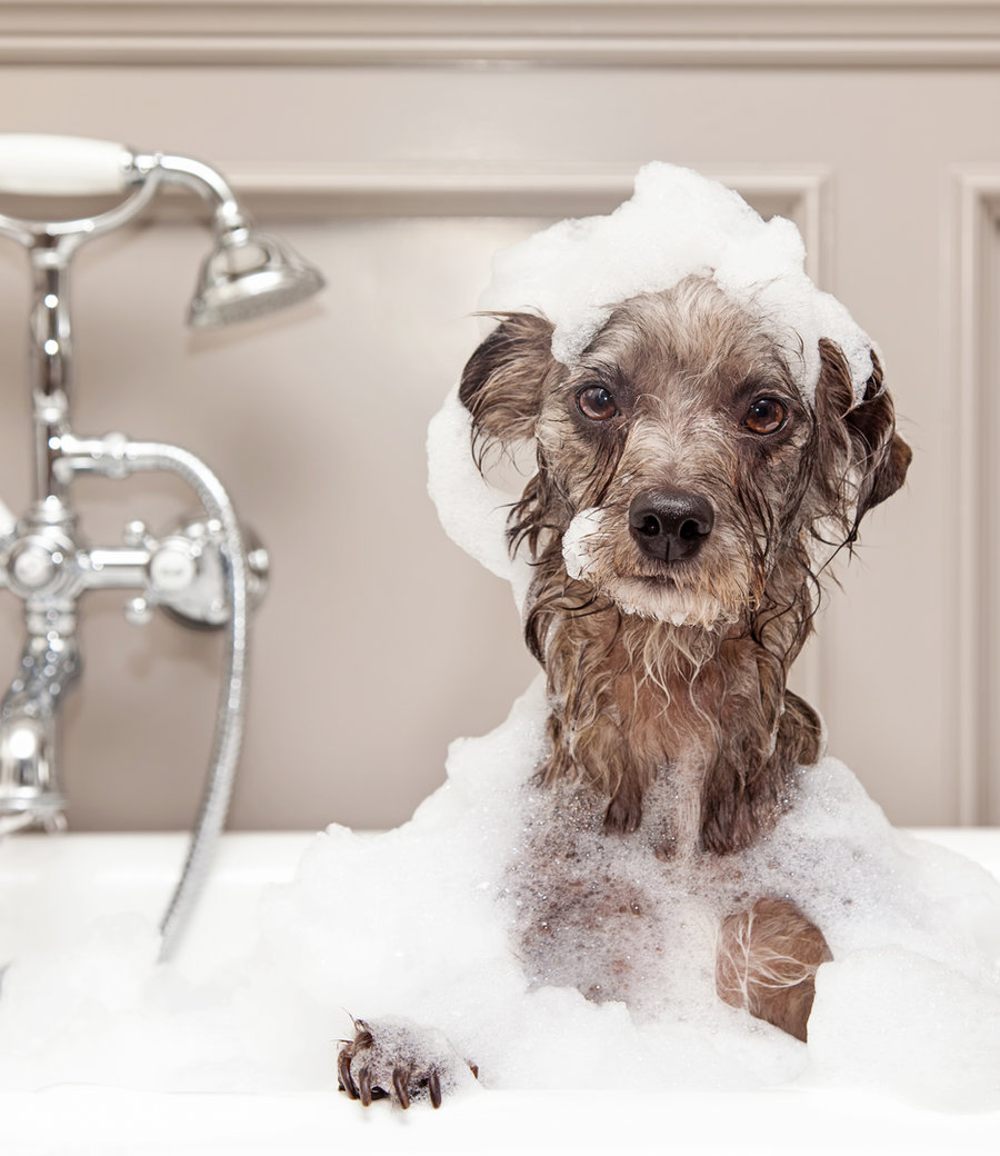 Gepflegter Hund