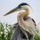 Thumbnail: A Heron's Striking Pose