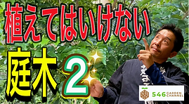植えてはいけない庭木2のサムネイル