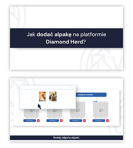 Explainer_Jak dodać alpakę na stronie Diamond Herd