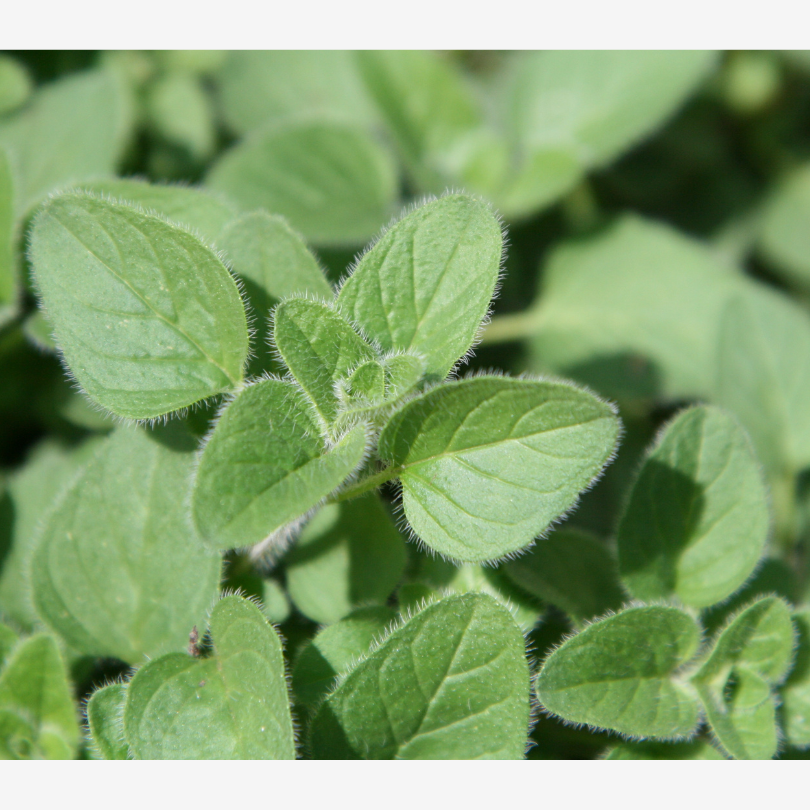 Oregano.png