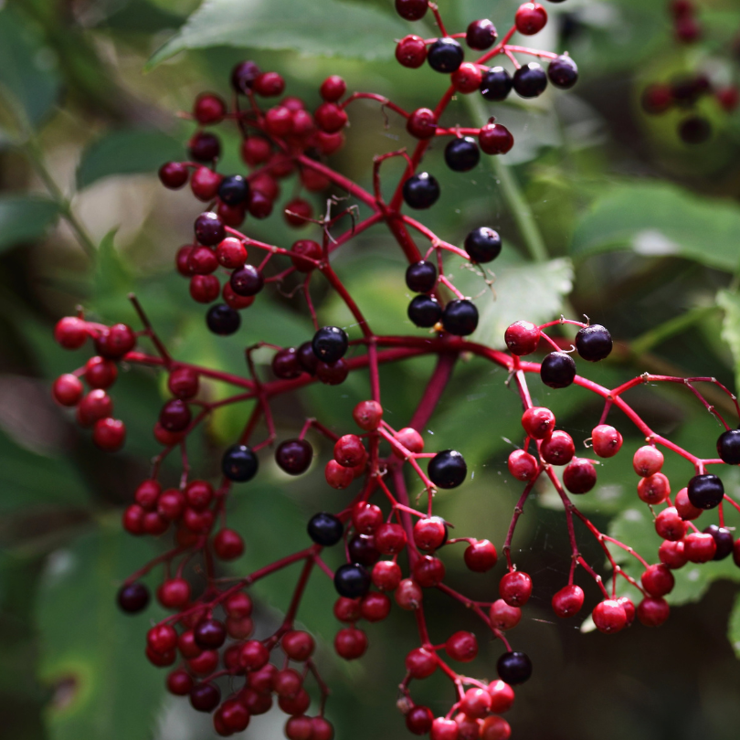 elderberries.png