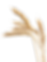 pngimg.com - wheat_PNG81.png