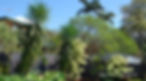 Accomplished Tree Management have some simple tips to help you grow happy trees