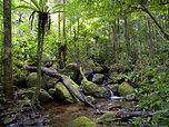 Lowland_rainforest,_Masoala_National_Park,_Madagascar_(4026784053)-2403178841.jpg