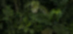 jungle-background.jpg
