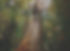 pexels-fmaderebner-238631_edited_edited.jpg