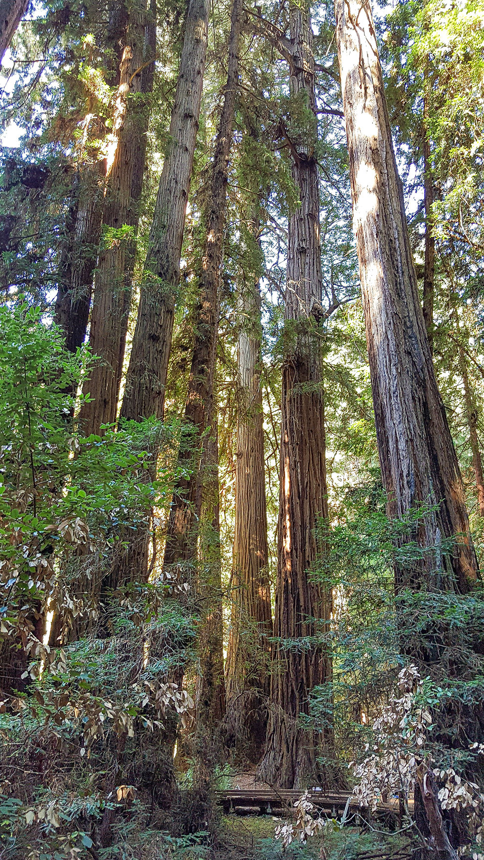 Redwoods