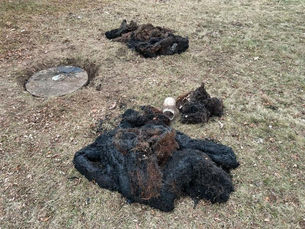 Sludge removed from Septic