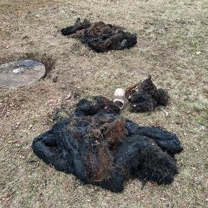 Sludge removed from Septic