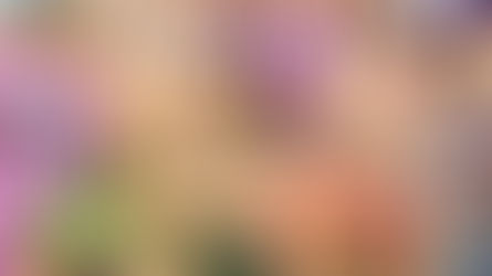 BLOG EDUCATIVO: CANTAMOS LOS ANIMALES QUE EMPIEZAN POR SCH-, ST- Y SP- CON DIVERTIDEUTSCH.