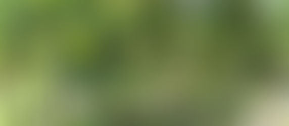 鯉のあらいのご提供再開について