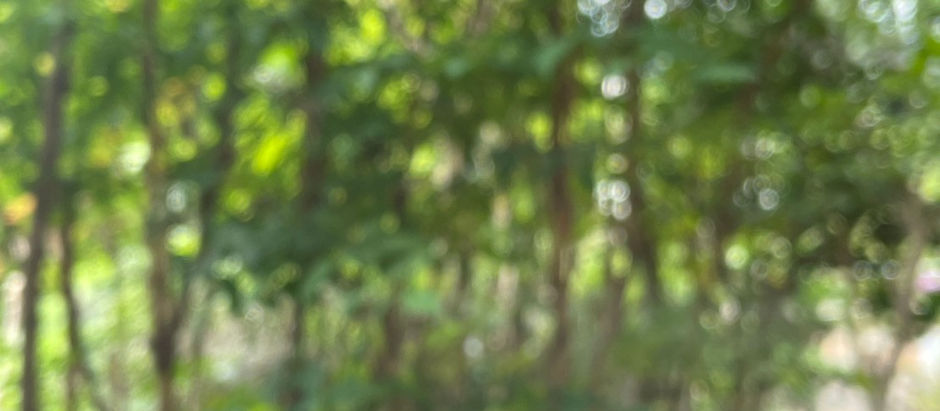 鯉のあらいのご提供再開について