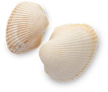 Seashell-3.png