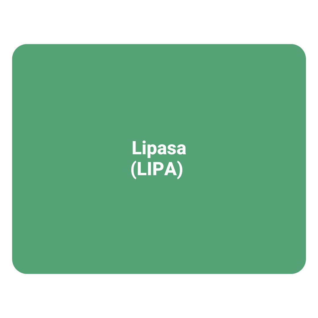 Lipasa