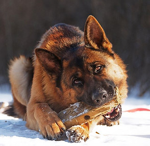 loyalist_shepherds www.loyalistshepherds.com_Breeder of German Shepherd dogs in Ontario Ca