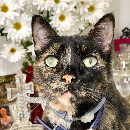 Los gatos: una amenaza para los espiritistas y sus bóvedas