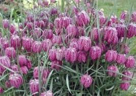 Die Schachbrettblume (Fritillaria meleagris)