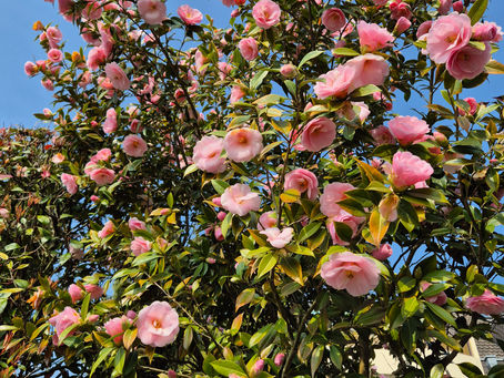 Die Kamelie - Eine exotische Schönheit für Ihren Garten