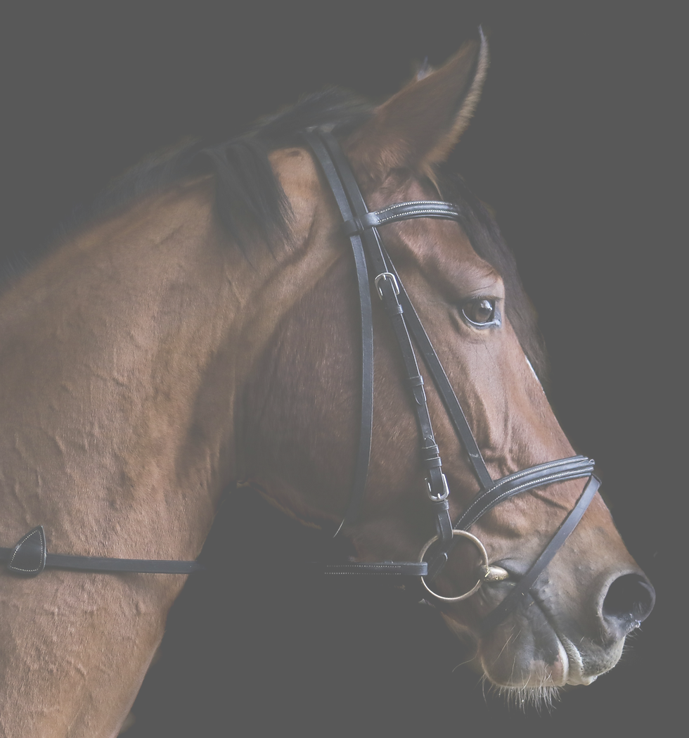 paard transparant .png