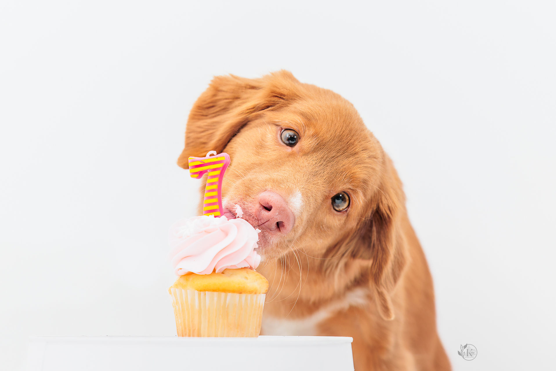 rdure photographie animaliere - portrait canin en studio