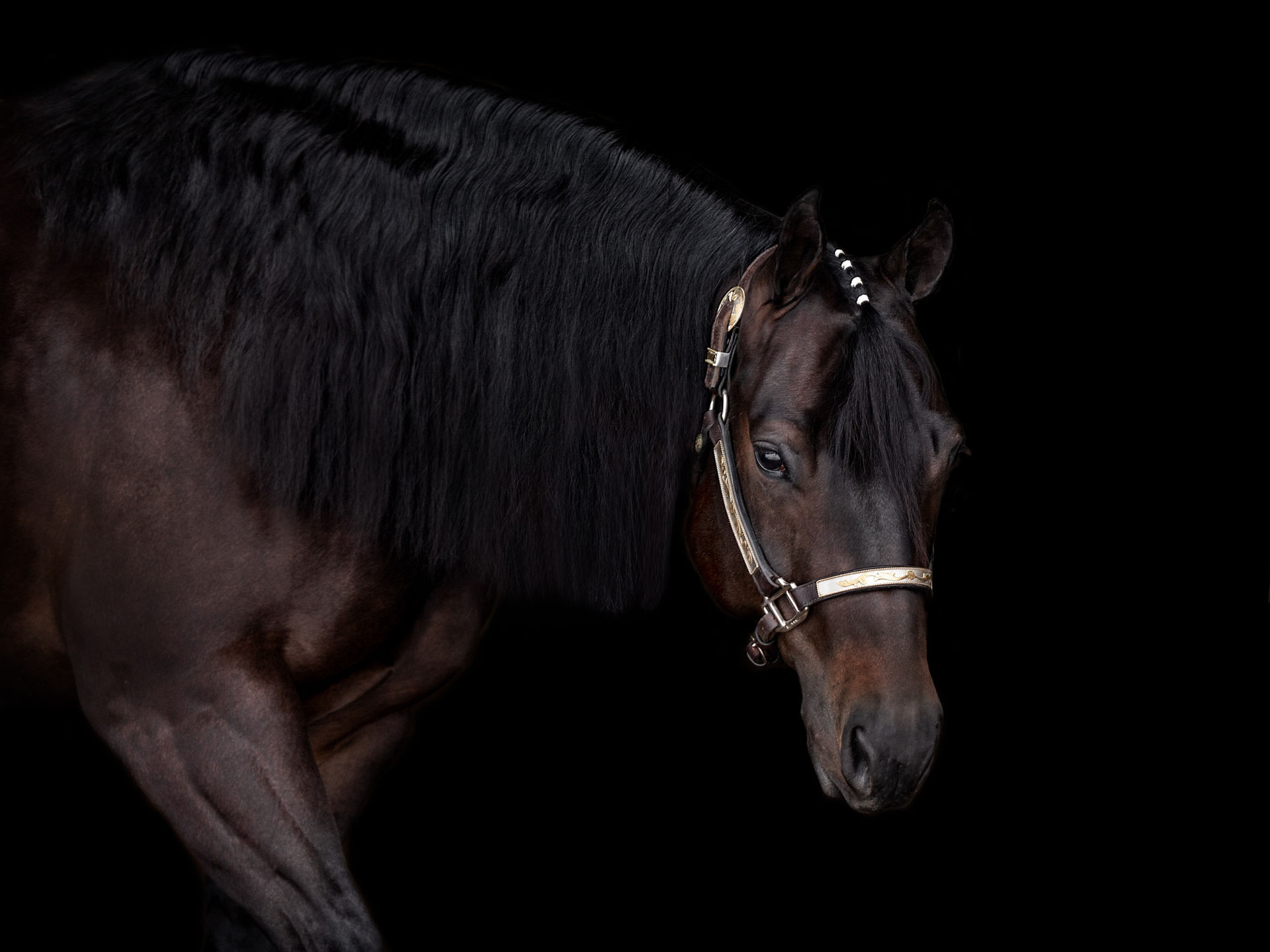 kathy laverdure photographie animalière portrait équin en fond noir