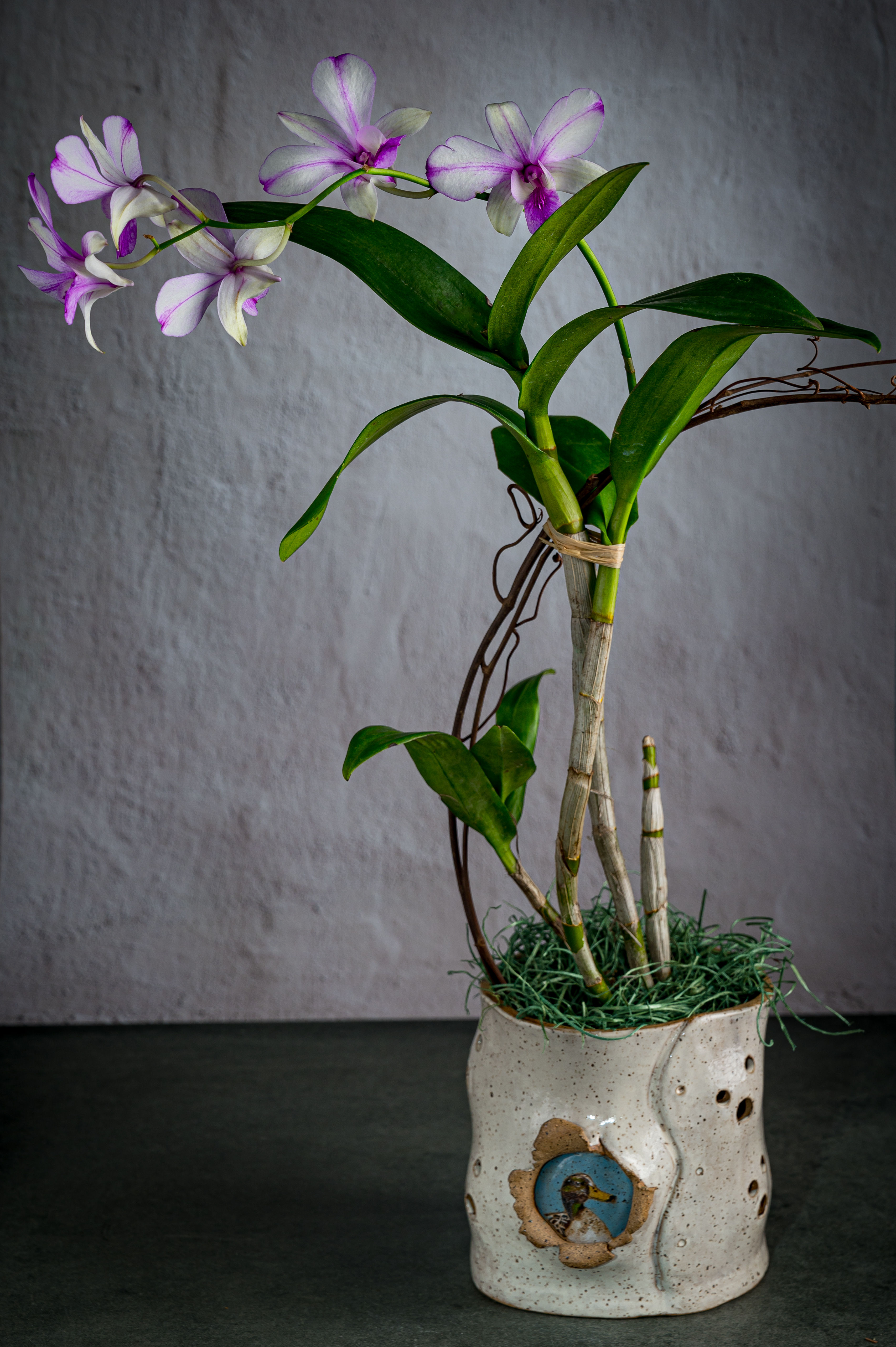 Mallard Duck Orchid Planter