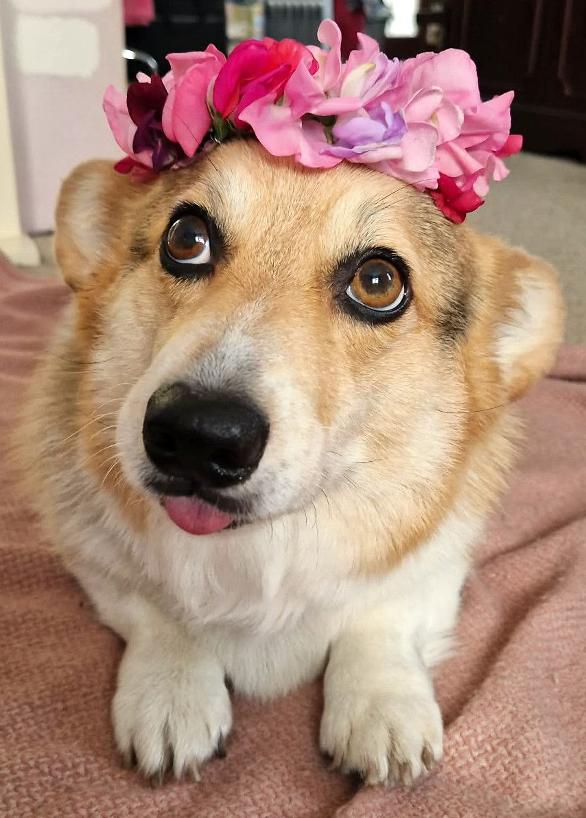Flowers and Pets, The Unseen Dangers