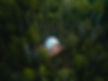 voyageurs-outpost-big-dipper-dome-overhead-forest-view.jpg