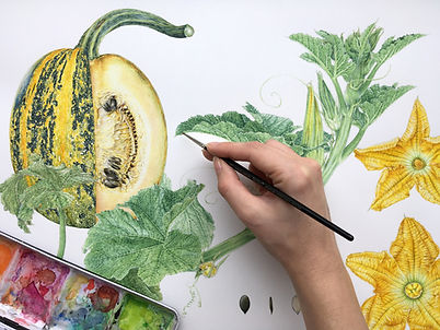 Botanische Illustration - realistische Aquarellmalerei
