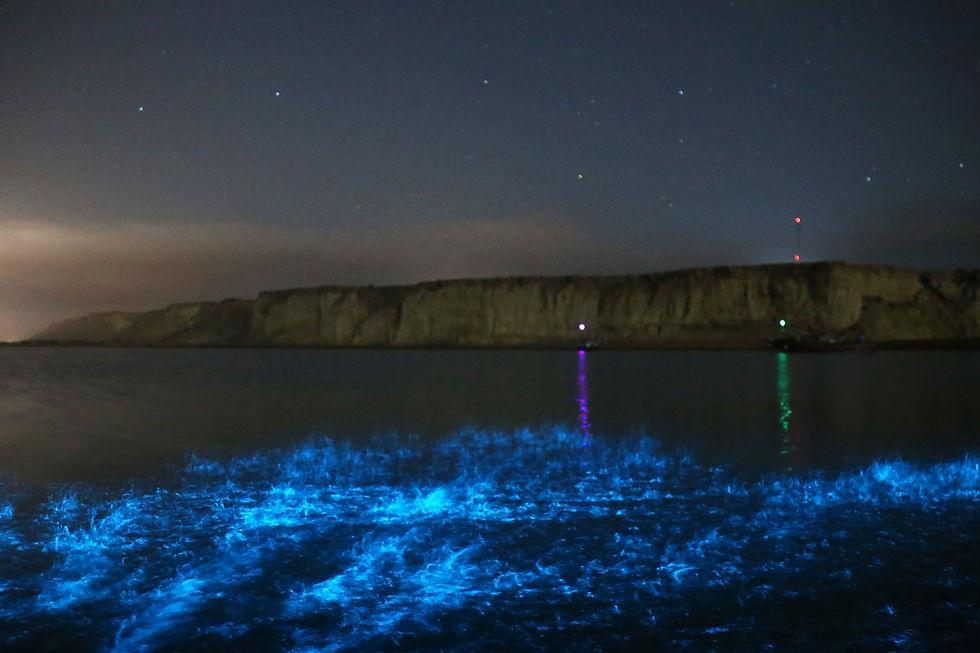 Bioluminescent blue waves shimmer in the foreground at night, with rocky cliffs and a starry sky in the background.