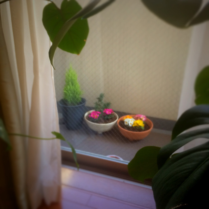 ベランダの鉢植えに関する風水