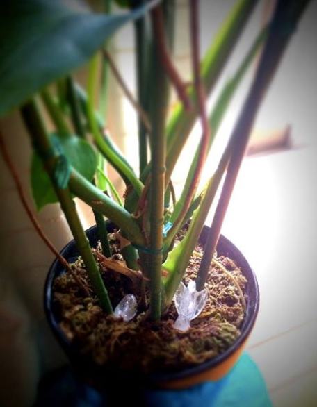 センスの良い風水インテリア 天然石を観葉植物の根元に置く