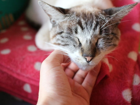 【風水体験談】夫婦の仲が戻りました〜❤️不思議で嬉しい変化です!!